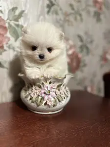 Померанский шпиц