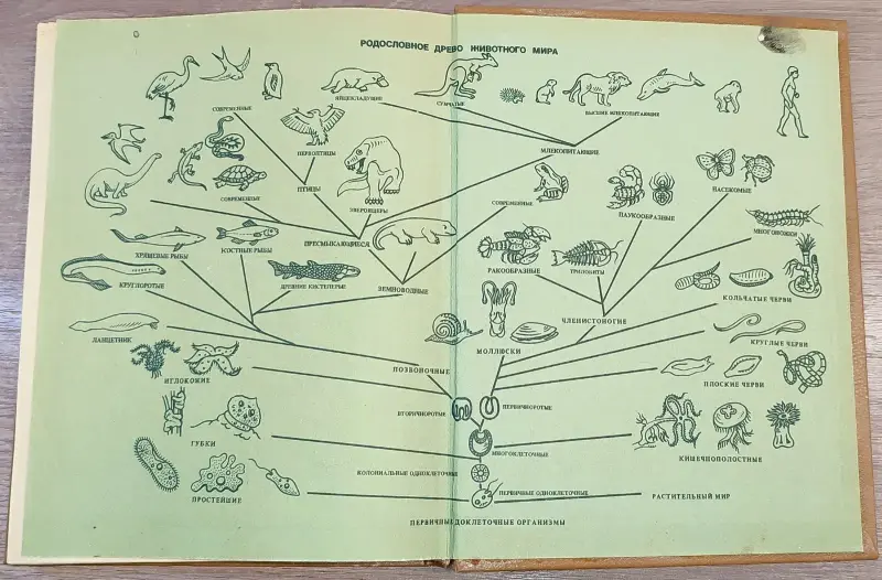 Александр Крапивный, Всеволод Радкевич, Нина Тихонова - Краткий зоологический словарь - Вся Беларусь - 241187 - Доска объявлений Kupika.by - Фото 2