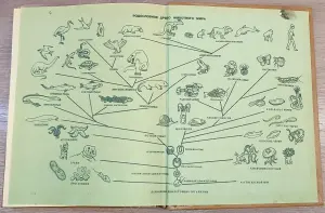 Александр Крапивный, Всеволод Радкевич, Нина Тихонова - Краткий зоологический словарь