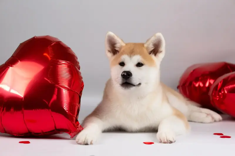 Собаки - Мимишная девочка акита ину - Вся Беларусь Мимишная девочка акита ину - Вся Беларусь - 239044 - Доска объявлений Kupika.by