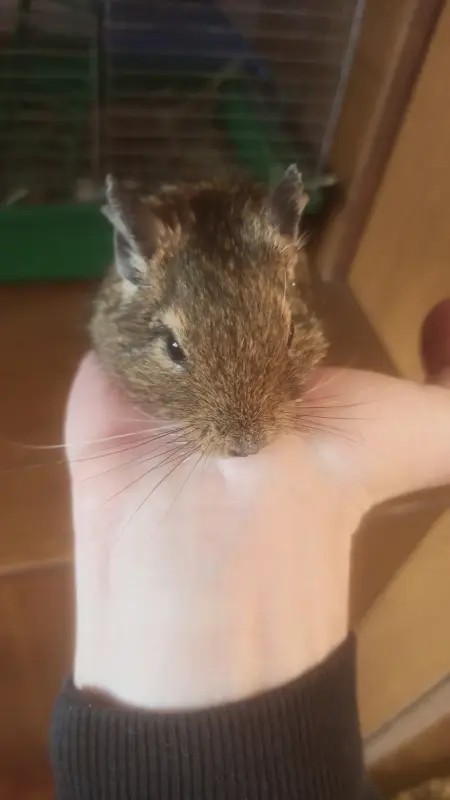 Другие животные - мальчик дегу - Вся Беларусь - Фото 2 мальчик дегу - Вся Беларусь - 241644 - Доска объявлений Kupika.by - Фото 2