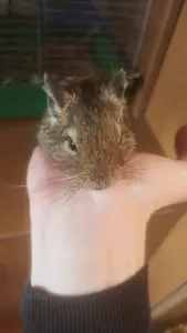 мальчик дегу