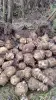 Топинамбур сортовой - Вся Беларусь - 240514 - Доска объявлений Kupika.by - Фото 2