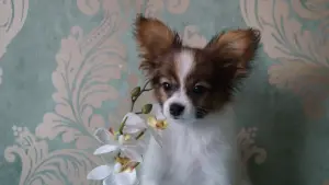 Щенки папильона