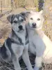 Щенки - Вся Беларусь - 240932 - Доска объявлений Kupika.by - Фото 2