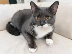 Шани - кошка-подарок