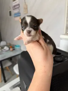 Мальчик мини блюбери доставка