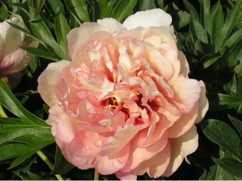 Пион Brassy Lady