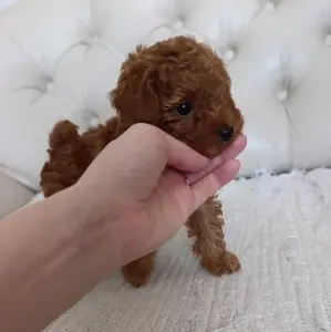 Щенки той-пудель