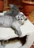 Британские котята - Вся Беларусь - 240251 - Доска объявлений Kupika.by - Фото 2