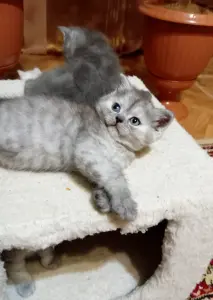 Британские котята