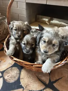 Щенки шпица