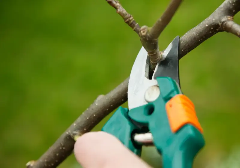 Обрезка деревьев