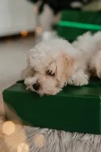 Щенки бишон фризе