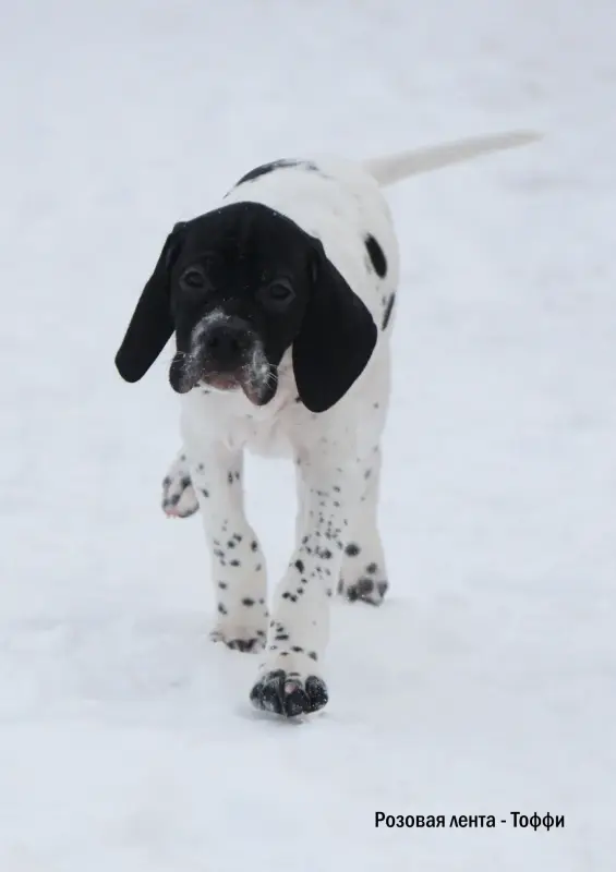 Щенки Английского пойнтера - Вся Беларусь - 239207 - Доска объявлений Kupika.by - Фото 3