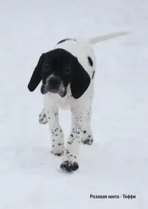 Щенки Английского пойнтера