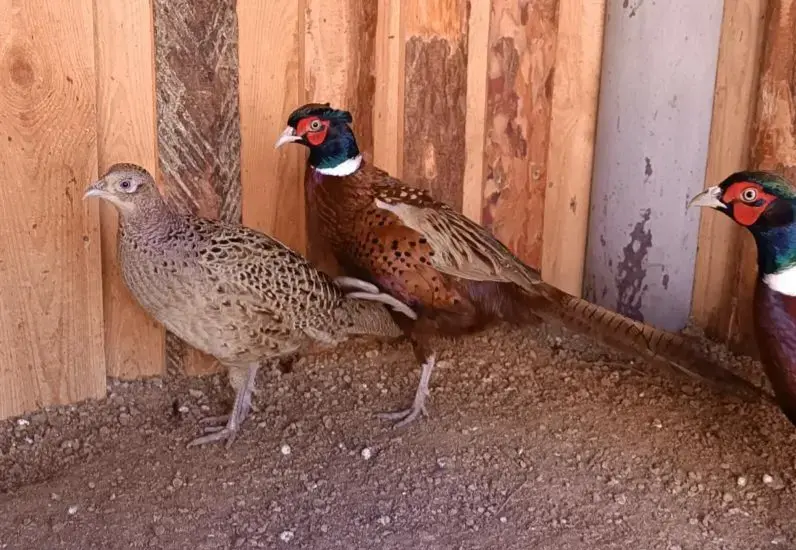 Куры , фазаны , цесарки и др. птица - Вся Беларусь - 240498 - Доска объявлений Kupika.by - Фото 7