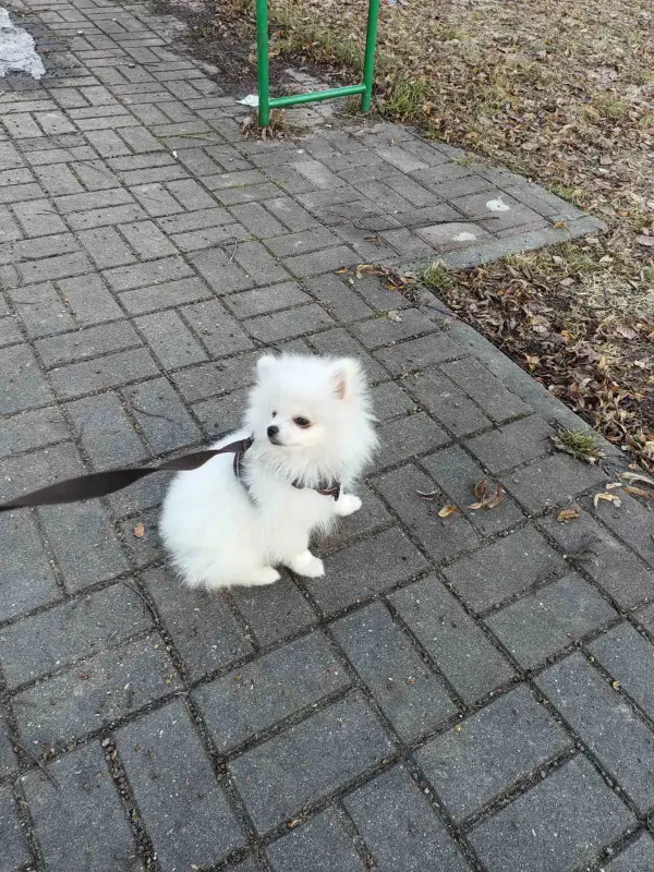 Щенки белого померанского шпица - Вся Беларусь - 239943 - Доска объявлений Kupika.by - Фото 4