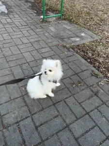 Щенки белого померанского шпица