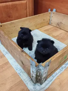 Мальчик померанского шпица