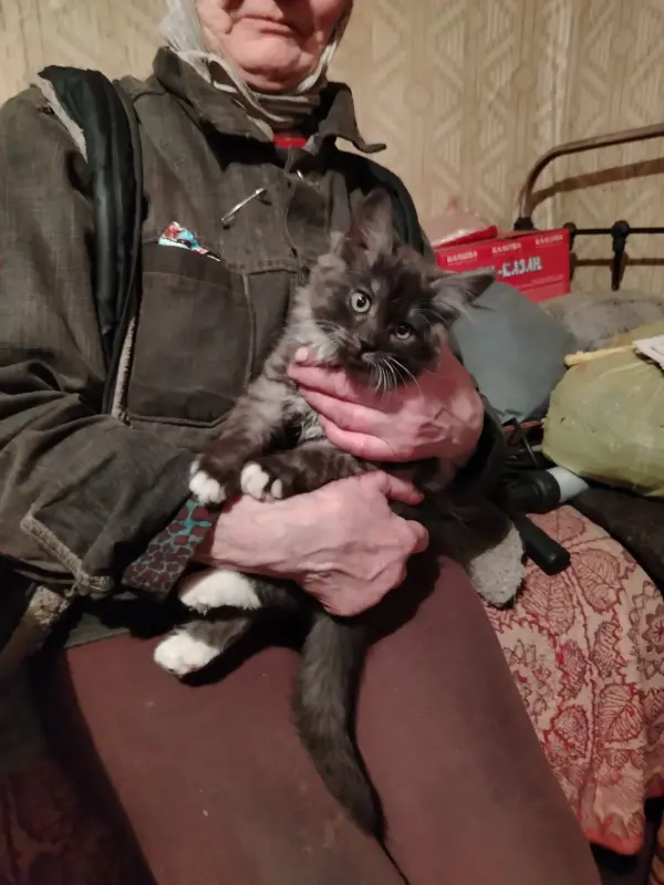 Отдам котят в хорошие руки - Вся Беларусь - 239845 - Доска объявлений Kupika.by - Фото 3