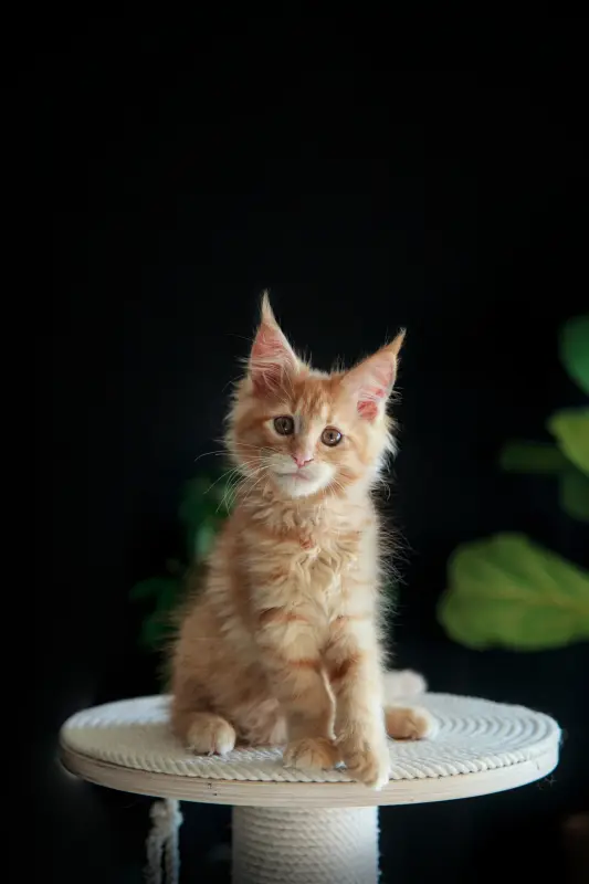 девочка мейн-кун - Вся Беларусь - 240953 - Доска объявлений Kupika.by - Фото 3