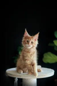 девочка мейн-кун