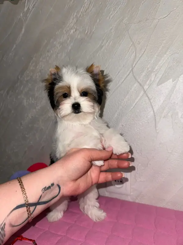 Щенок Бивера - Вся Беларусь - 241264 - Доска объявлений Kupika.by - Фото 2