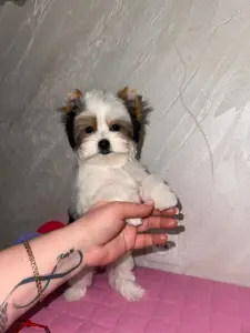 Щенок Бивера