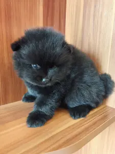 Мальчик померанского шпица