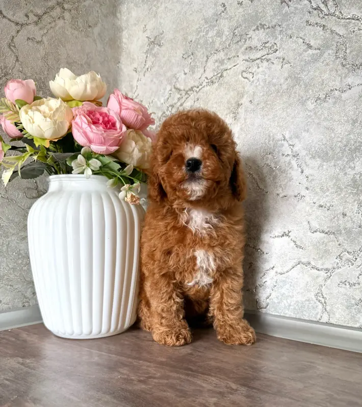 Собаки - Девочки пуделя - Вся Беларусь - Фото 4 Девочки пуделя - Вся Беларусь - 241947 - Доска объявлений Kupika.by - Фото 4