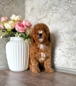 Девочки пуделя