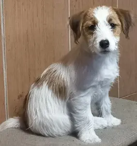 Щенки Джек рассел терьер