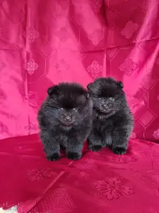 Мальчики померанского шпица.