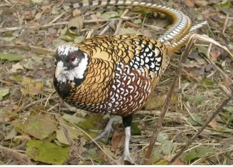 Королевский фазан