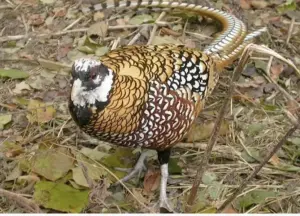 Королевский фазан