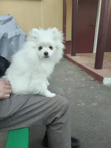 Девочка белая померанский шпиц.