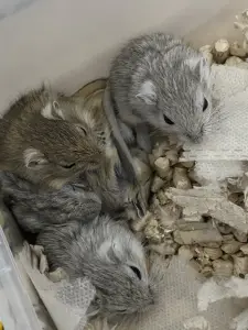 Мышки песчанки