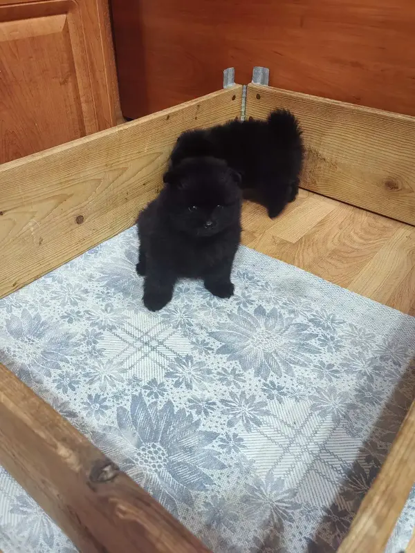 Мальчики черного померанского шпица - Вся Беларусь - 241245 - Доска объявлений Kupika.by - Фото 4