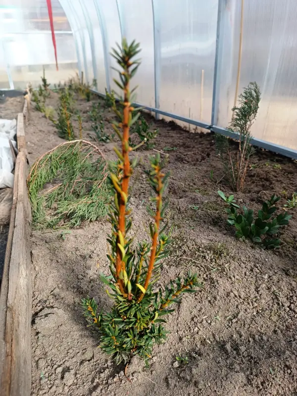 Тис ягодный 10-12 см ростки саженцы рассада