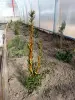 Тис ягодный 10-12 см ростки саженцы рассада - Вся Беларусь - 241420 - Доска объявлений Kupika.by