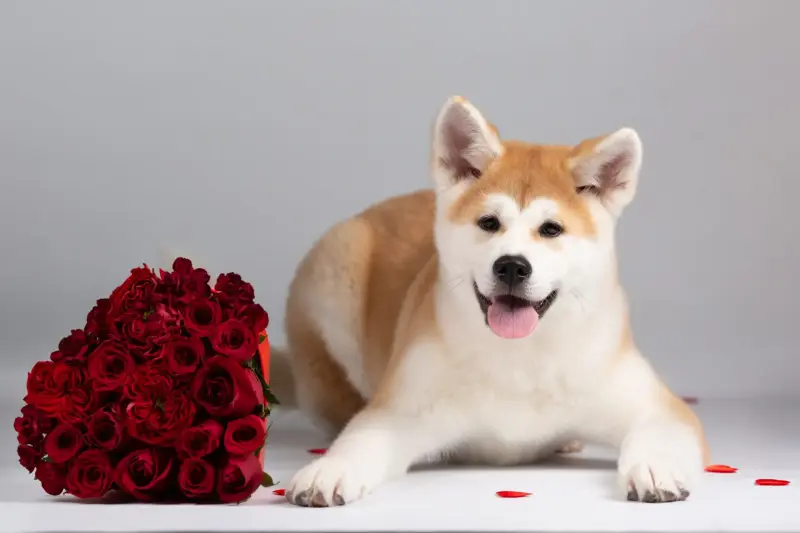 Собаки - Прекрасная породная девочкаАкитаину - Вся Беларусь - Фото 4 Прекрасная породная девочкаАкитаину - Вся Беларусь - 238815 - Доска объявлений Kupika.by - Фото 4