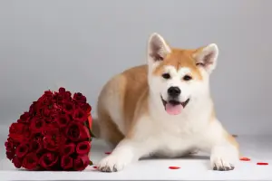 Прекрасная породная девочкаАкитаину