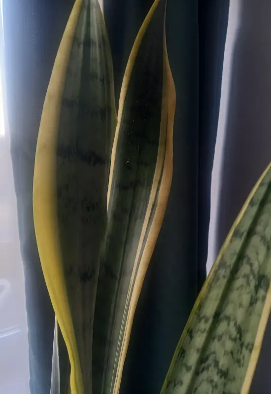 Комнатные растения - Комнатные растения Сансевиерия - Вся Беларусь - Фото 2 Комнатные растения Сансевиерия - Вся Беларусь - 241898 - Доска объявлений Kupika.by - Фото 2