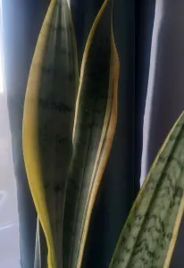 Комнатные растения Сансевиерия