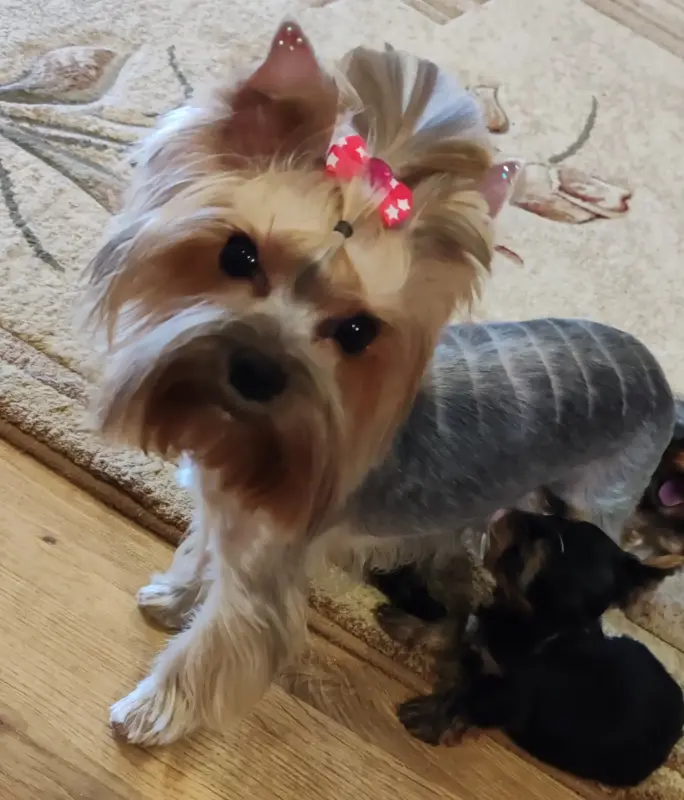 Йоркширский терьер - Вся Беларусь - 240373 - Доска объявлений Kupika.by - Фото 6