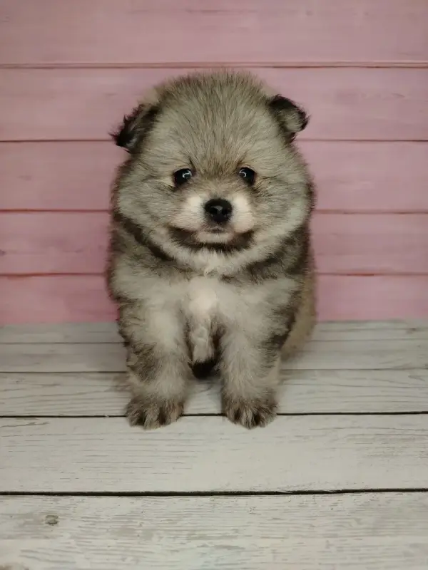 Померанский шпиц, уникальный окрас на изысканный вкус! - Вся Беларусь - 241646 - Доска объявлений Kupika.by - Фото 2