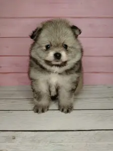 Померанский шпиц, уникальный окрас на изысканный вкус!