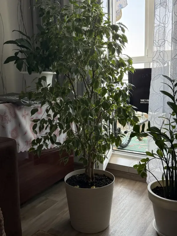 Комнатные растения - фикус - Вся Беларусь фикус - Вся Беларусь - 241548 - Доска объявлений Kupika.by