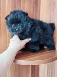 Мальчик чёрного померанского шпица